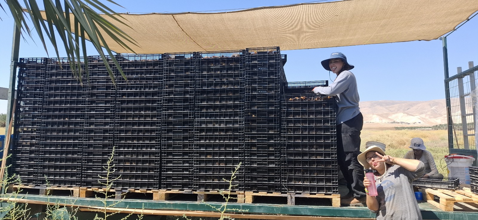 3 בנות בשנת שירות עובדות בחווה בנערן