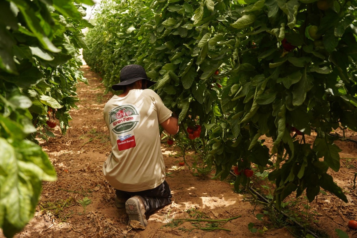 נער בשנת שירות עובד בקטיף פרי הדר