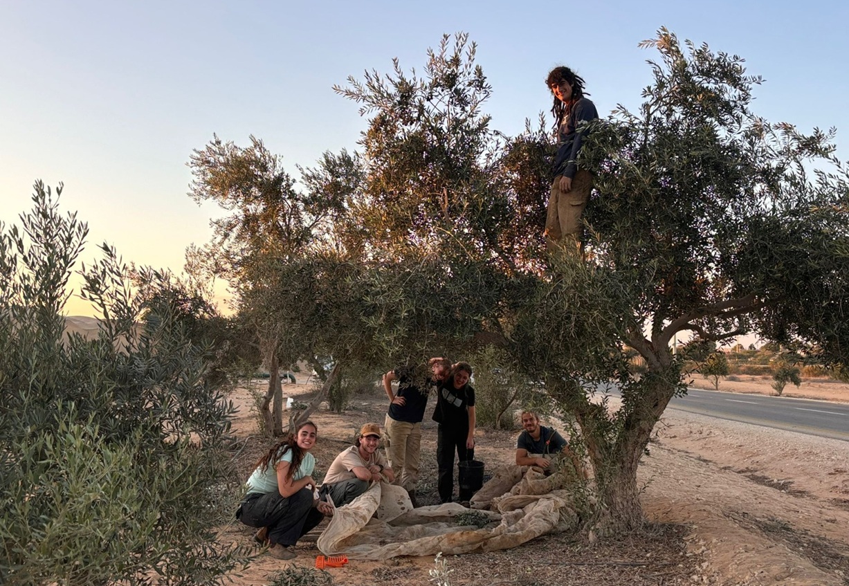 שני נוער יושבים תחת עץ ואחד טיפס לצמרת העץ על רקע מדברי